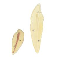 Dente Canino Inferior em 2 Partes 8x o Tamanho Real - 2