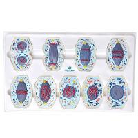 Mitose em 9 Fases Anatomia Sdorf - 2