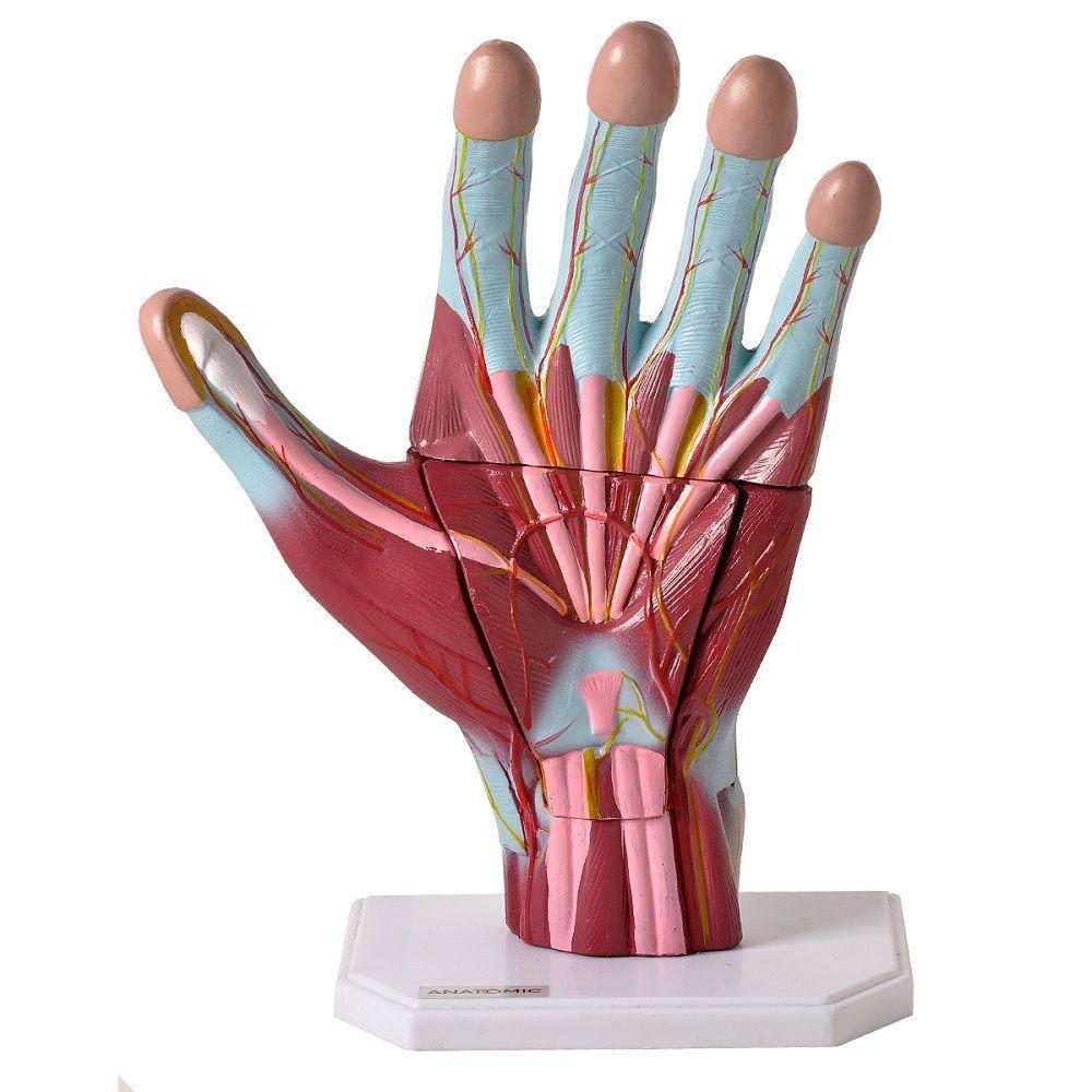Mão Humana Muscular Ampliada 3 Partes Anatomia - 1