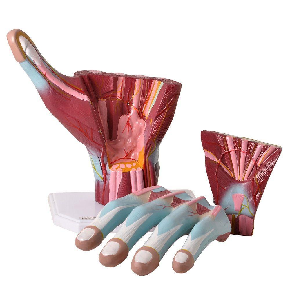 Mão Humana Muscular Ampliada 3 Partes Anatomia - 2