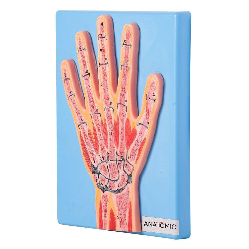 Secção Mediana da Articulação da Mão Anatomia - 1