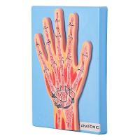 Secção Mediana da Articulação da Mão Anatomia - 1