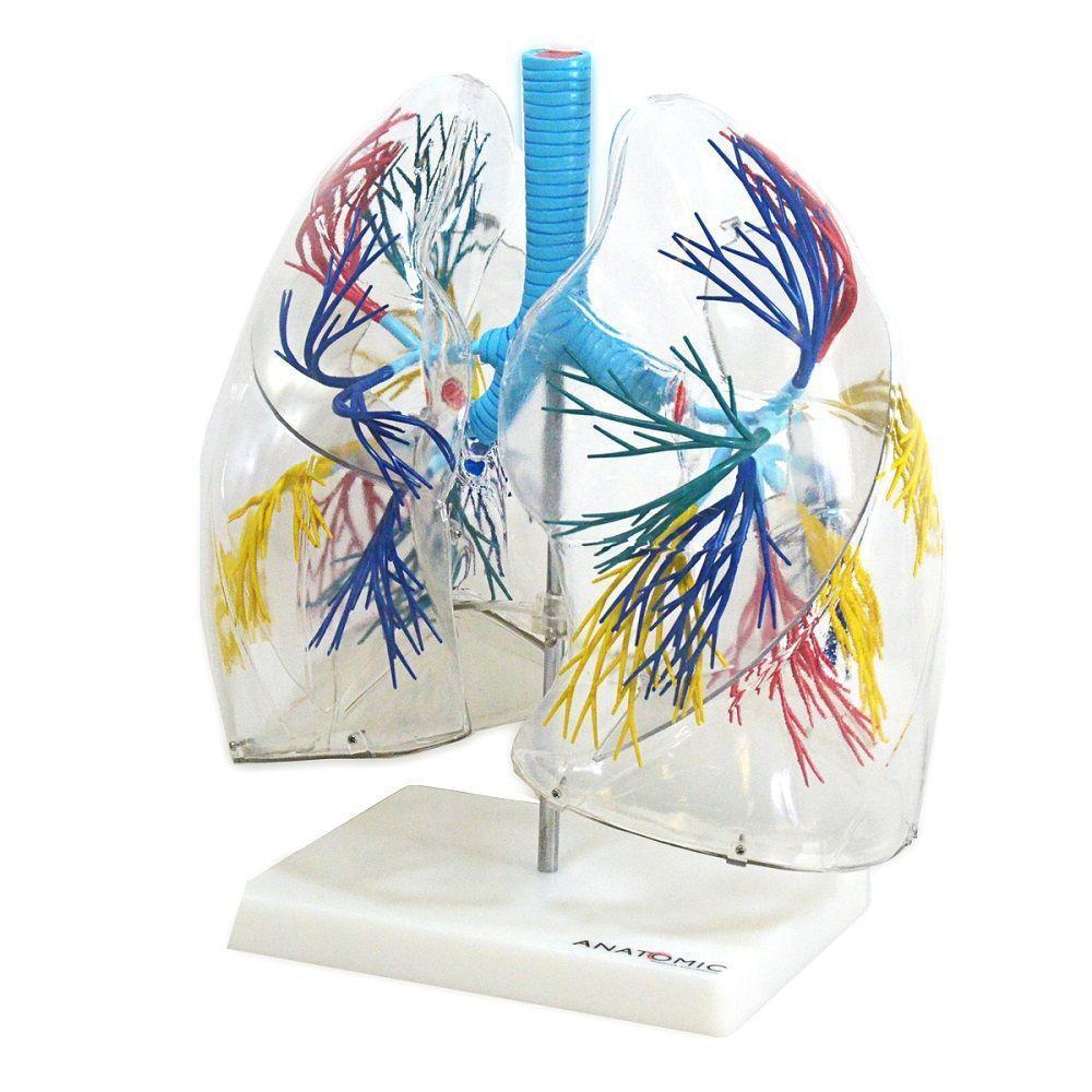 Pulmão Humano Transparente Anatomia - 2