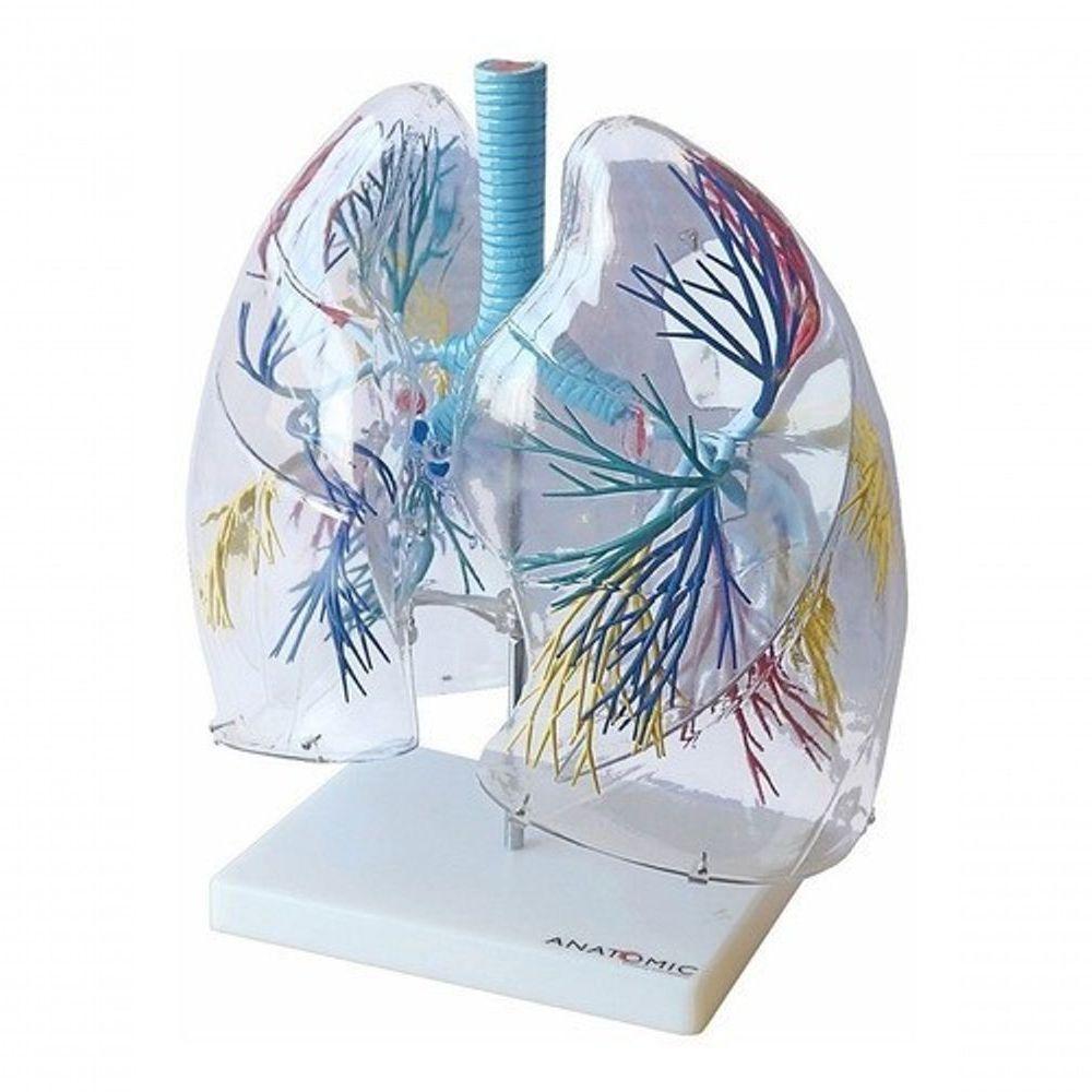 Pulmão Humano Transparente Anatomia - 3
