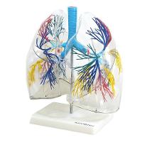 Pulmão Humano Transparente Anatomia - 1