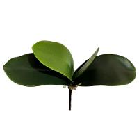 Folha Orquidea Artificial Verde 22 Cm - D'rossi - 1