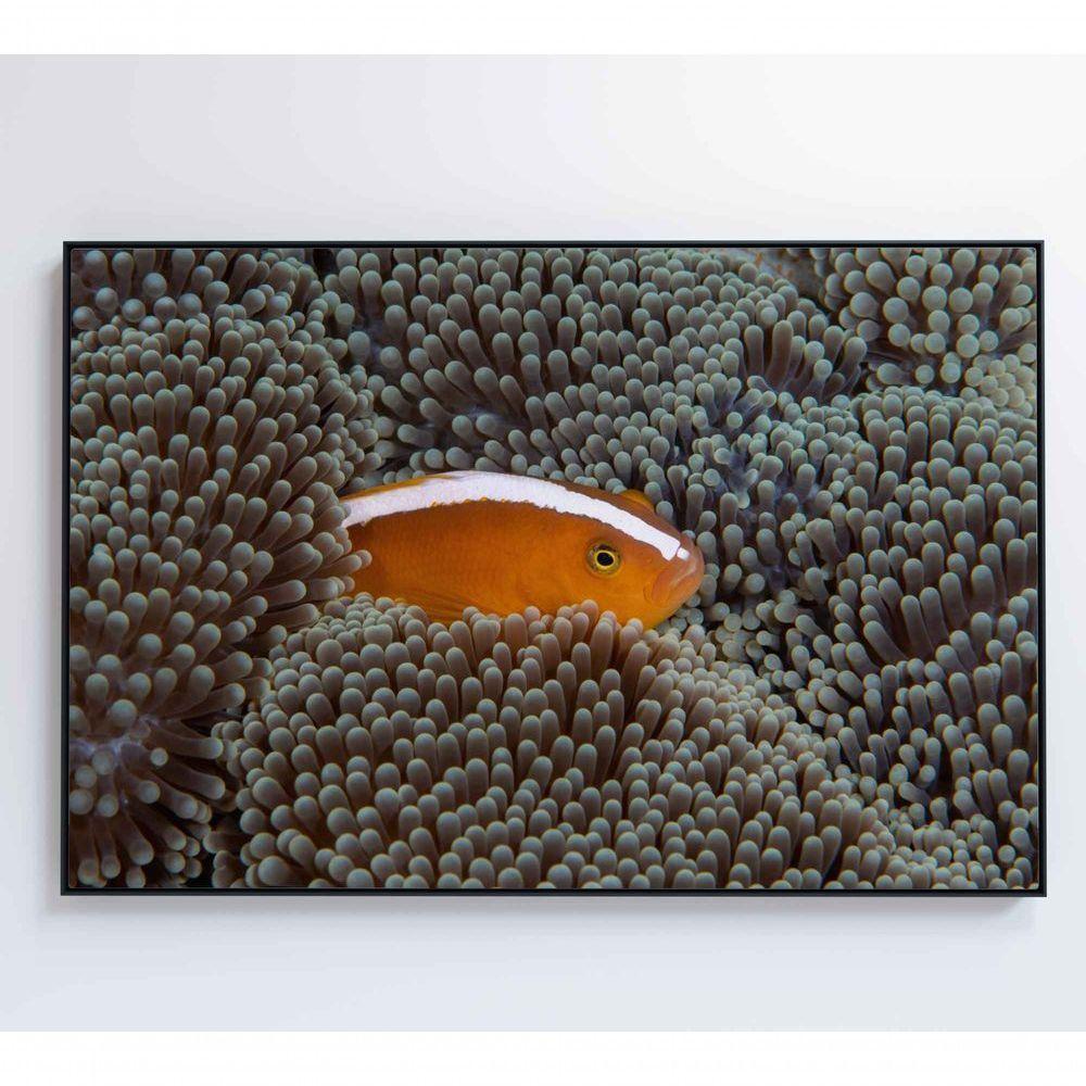 Quadro Peixe Palhaço Em Anêmona No Mar Medidas 60x40 Cm Tipo De Impressão Tecido Canvas - 6