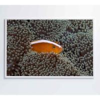 Quadro Peixe Palhaço Em Anêmona No Mar Medidas 60x40 Cm Tipo De Impressão Tecido Canvas - 3