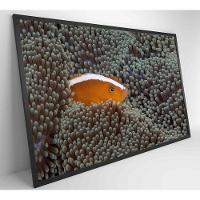 Quadro Peixe Palhaço Em Anêmona No Mar Medidas 60x40 Cm Tipo De Impressão Tecido Canvas
