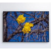 Quadro Flores De Ipê Amarelo Em árvore Do Cerrado Medidas 40x60 Cm Tipo De Impressão Tecido Canvas - 2