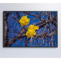 Quadro Flores De Ipê Amarelo Em árvore Do Cerrado Medidas 40x60 Cm Tipo De Impressão Tecido Canvas - 5