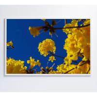 Quadro árvore Ipê Amarelo No Céu Azul Medidas 80x120 Cm Impressão Tecido Canvas - 1