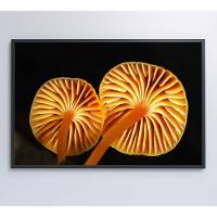 Quadro Cogumelo Da Amazônia Medidas 90x60 Cm Impressão Adesivo Fotográfico - 2