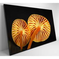 Quadro Cogumelo Da Amazônia Medidas 90x60 Cm Impressão Adesivo Fotográfico