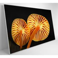 Quadro Cogumelo Da Amazônia Medidas 90x60 Cm Impressão Adesivo Fotográfico - 5