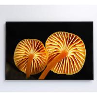 Quadro Cogumelo Da Amazônia Medidas 120x80 Cm Impressão Adesivo Fotográfico - 2