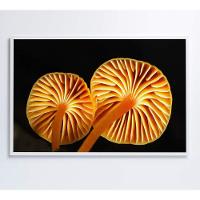 Quadro Cogumelo Da Amazônia Medidas 120x80 Cm Impressão Adesivo Fotográfico - 4