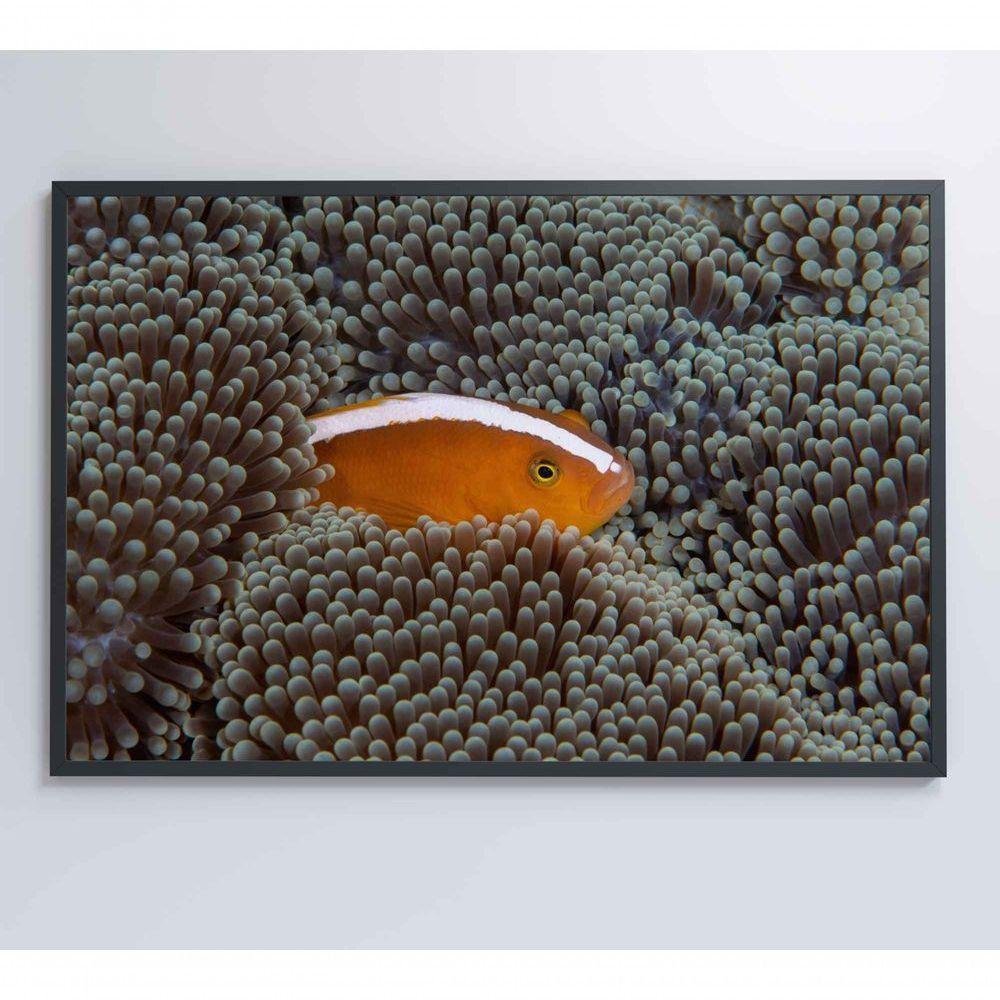 Quadro Peixe Palhaço Em Anêmona No Mar Medidas 90x60 Cm Impressão Tecido Canvas - 4