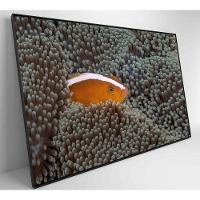 Quadro Peixe Palhaço Em Anêmona No Mar Medidas 90x60 Cm Impressão Tecido Canvas - 1
