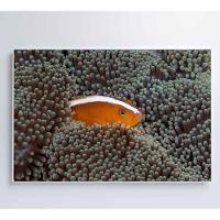 Quadro Peixe Palhaço Em Anêmona No Mar Medidas 90x60 Cm Impressão Tecido Canvas - 3