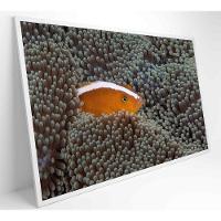 Quadro Peixe Palhaço Em Anêmona No Mar Medidas 90x60 Cm Impressão Tecido Canvas - 5