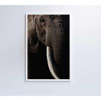 Quadro Natureza Elefante Africano Medidas 40x60 Cm Impressão Vidro Acrílico - 7