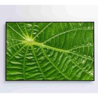 Quadro Folha Floresta Amazônica Medidas 120x80 Cm Impressão Adesivo Fotográfico - 1