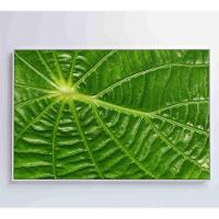 Quadro Folha Floresta Amazônica Medidas 90x60 Cm Impressão Adesivo Fotográfico - 7