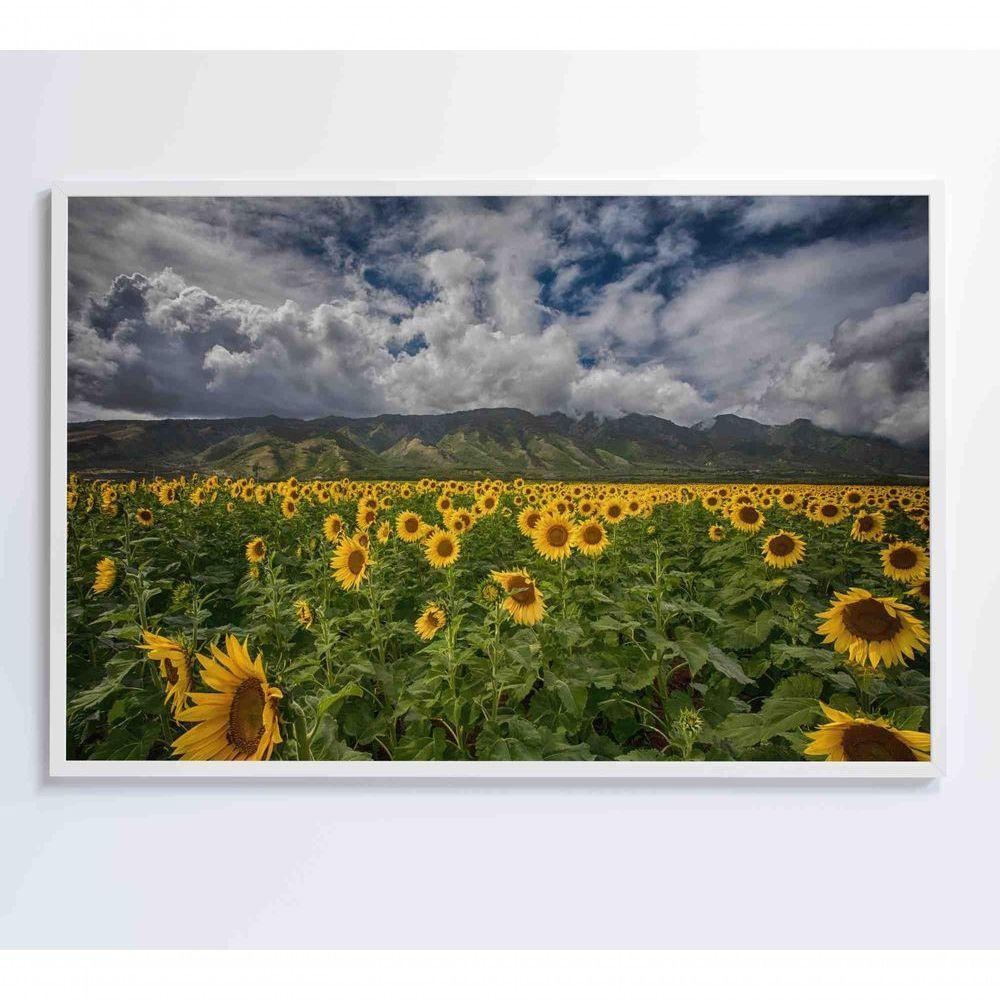 Quadro Campo De Girassóis Medidas 90x60 Cm Impressão Vidro Acrílico - 2