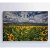 Quadro Campo De Girassóis Medidas 60x40 Cm Impressão Adesivo Fotográfico - 2