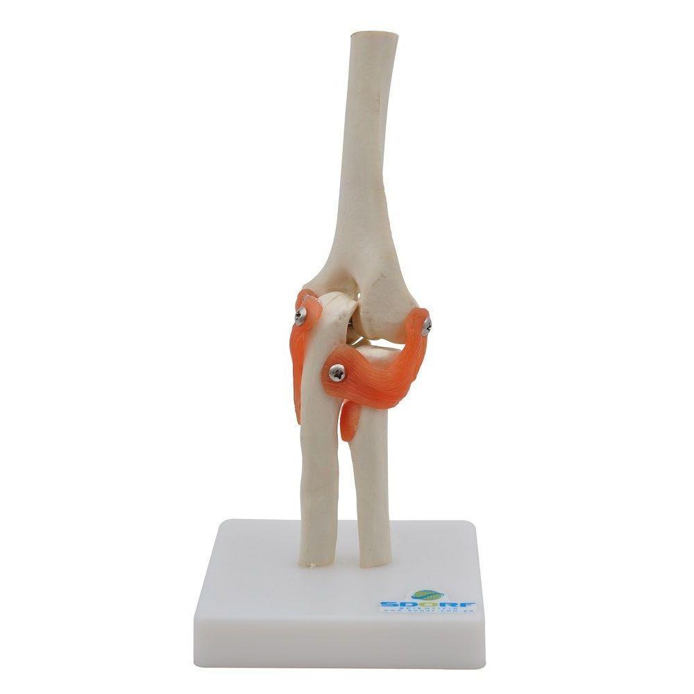 Articulação Do Cotovelo Esqueleto - 1