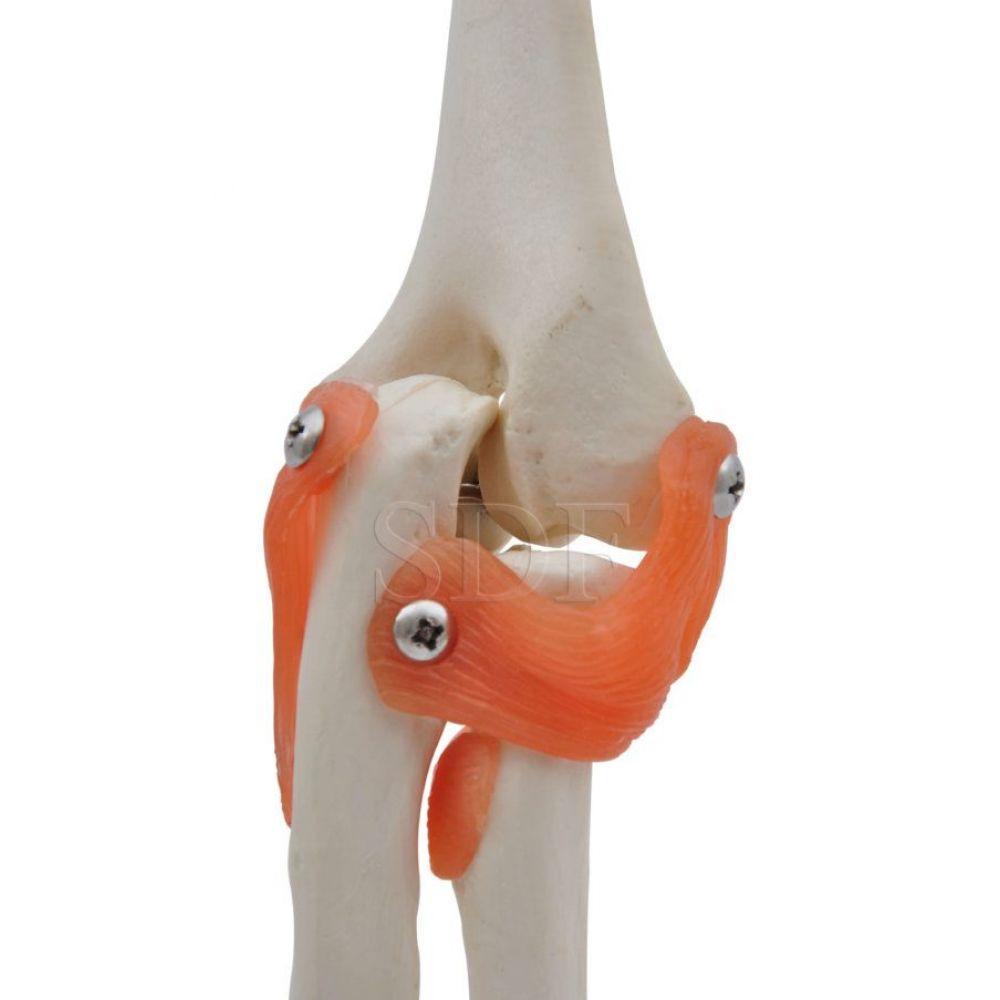 Articulação Do Cotovelo Esqueleto - 2