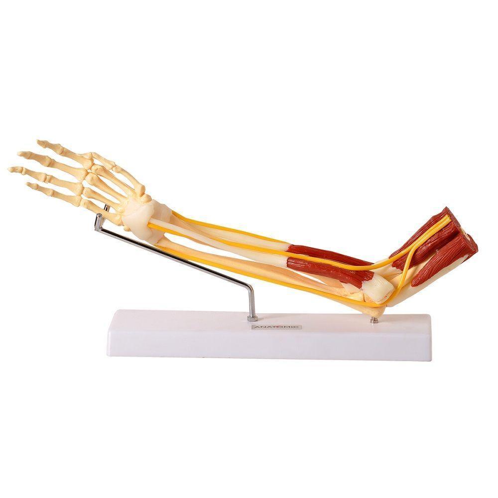 Braço com Ossos Músculos Ligamentos e Nervos Anatomic - 1