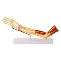 Braço com Ossos Músculos Ligamentos e Nervos Anatomic - 1