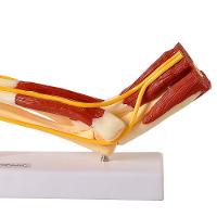 Braço com Ossos Músculos Ligamentos e Nervos Anatomic - 3