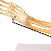 Braço com Ossos Músculos Ligamentos e Nervos Anatomic - 4