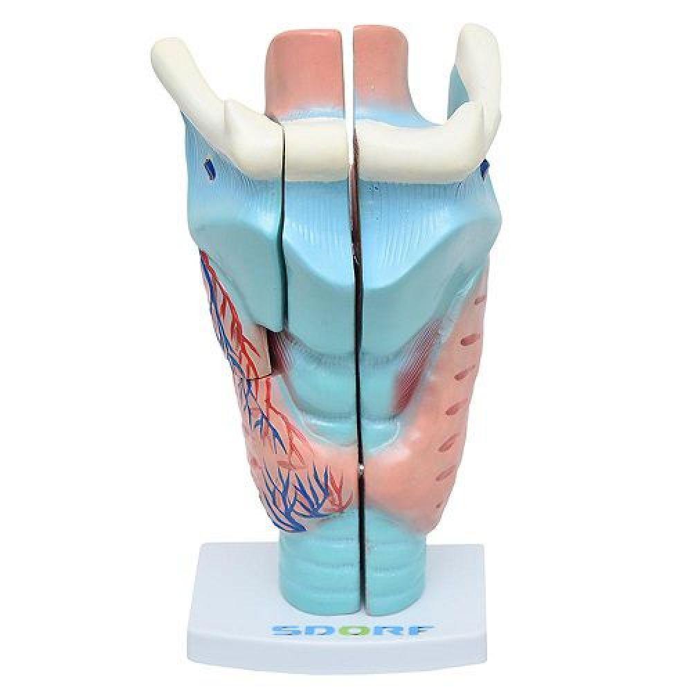 Garganta Ampliada em 3 Partes Anatomia - 1