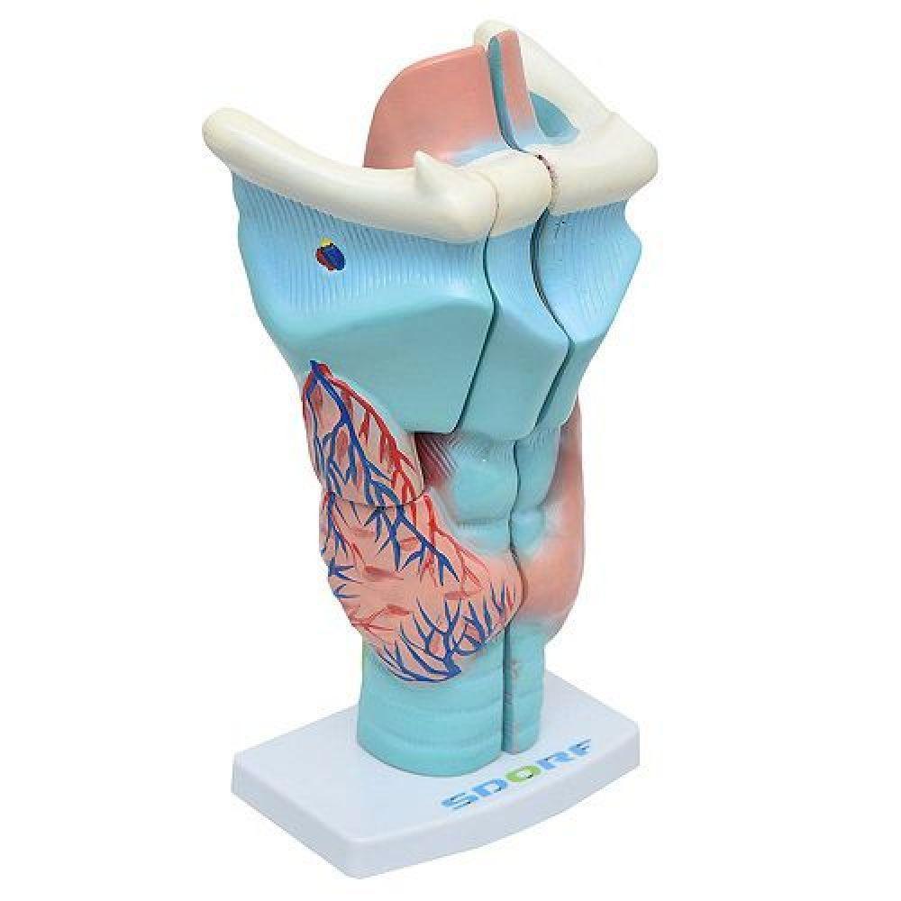 Garganta Ampliada em 3 Partes Anatomia - 2