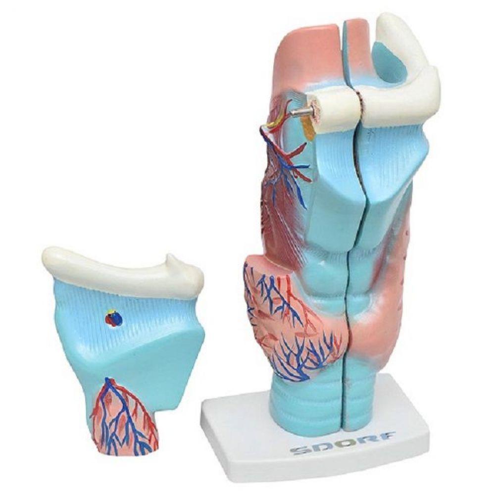 Garganta Ampliada em 3 Partes Anatomia - 3