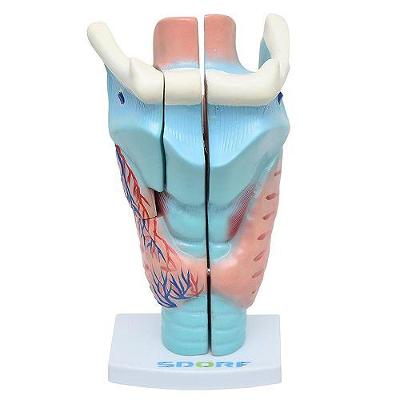 Garganta Ampliada em 3 Partes Anatomia