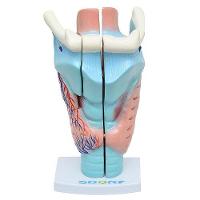 Garganta Ampliada em 3 Partes Anatomia - 1