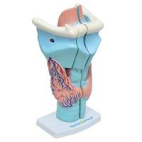 Garganta Ampliada em 3 Partes Anatomia - 2