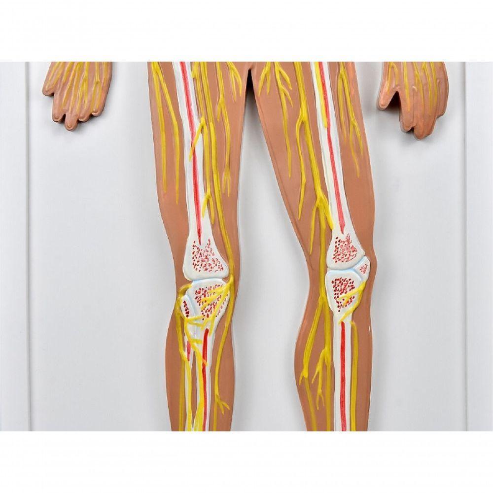 Sistema Nervoso Central E Periférico - 3