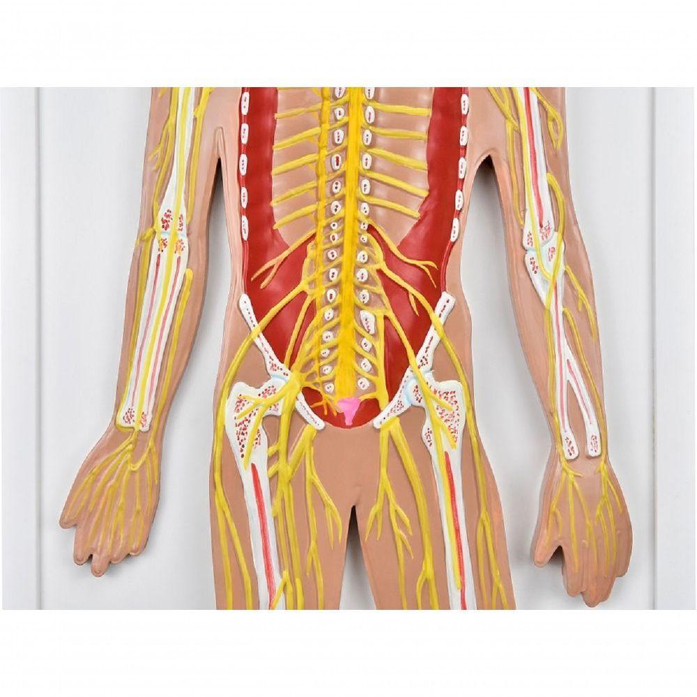 Sistema Nervoso Central E Periférico - 4