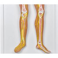 Sistema Nervoso Central E Periférico - 2