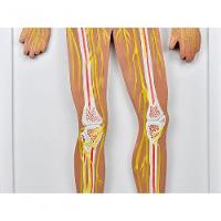 Sistema Nervoso Central E Periférico - 3