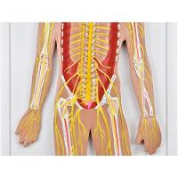 Sistema Nervoso Central E Periférico