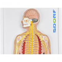 Sistema Nervoso Central E Periférico - 5