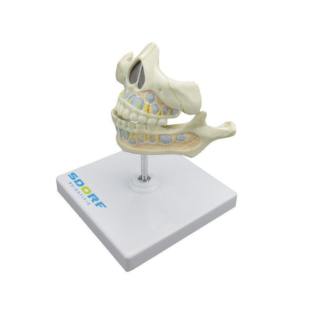 Dentição De Leite Em Tamanho Real - 3