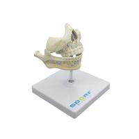 Dentição De Leite Em Tamanho Real - 2